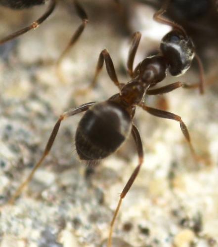 Lasius sp.