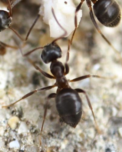 Lasius sp.