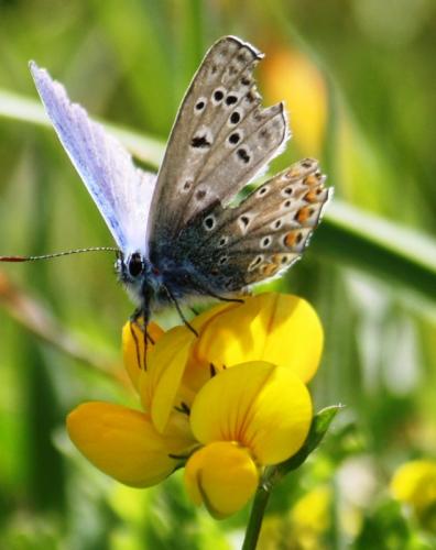 Polyommatus icarus