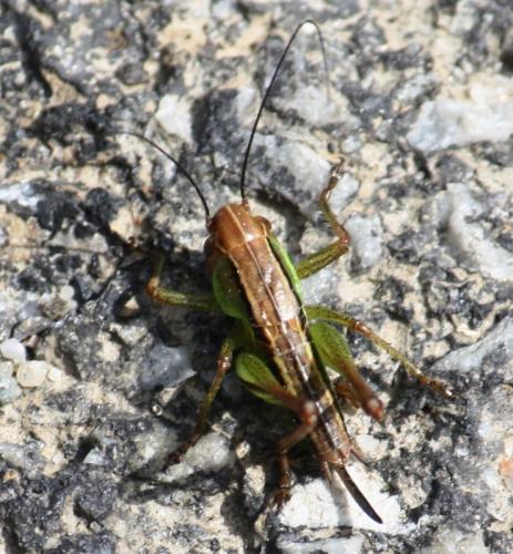 Réf. 58 726 : Tettigoniinae inconnu