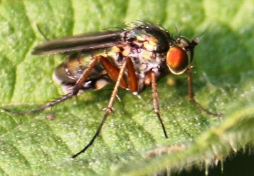 Dolichopus sp.