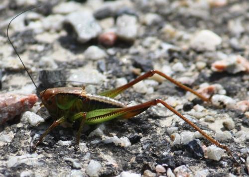 Réf. 58 723 : Tettigoniinae inconnu