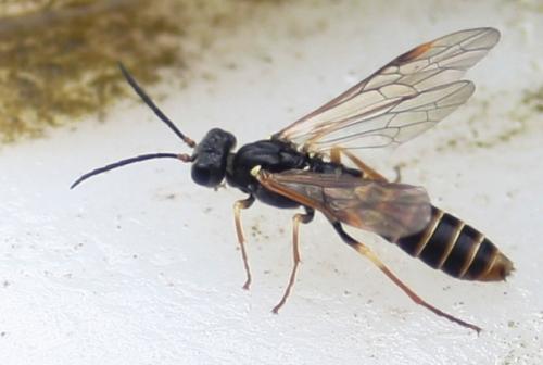 Réf. 58 392 : Strongylogaster multifasciata