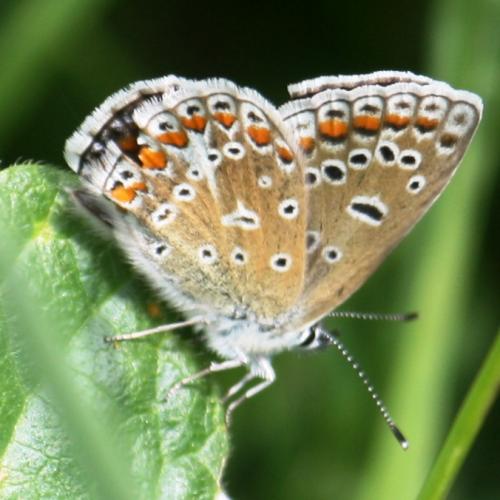 Polyommatus icarus