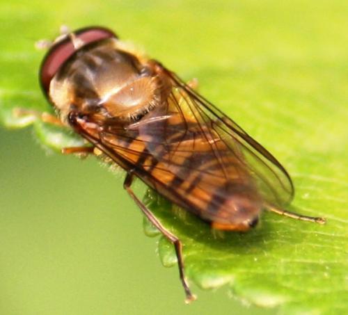 Episyrphus balteatus