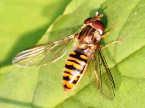 Episyrphus balteatus