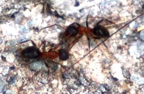Lasius emarginatus