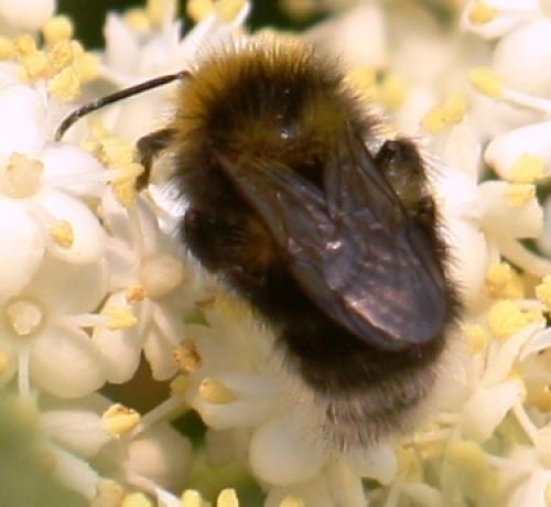 Bombus sp.