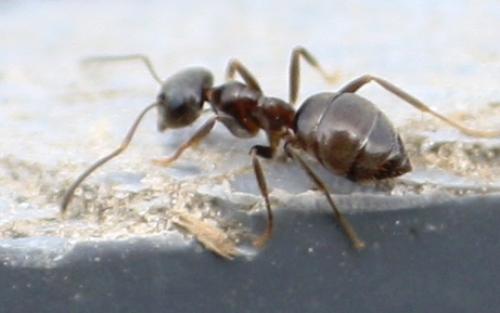 Réf. 58 236 : Lasius sp.