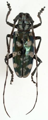 Anoplophora stanleyana