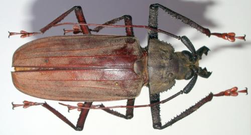 Xixuthrus microcerus