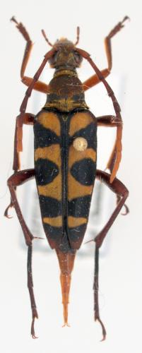 Leptura aurosericans