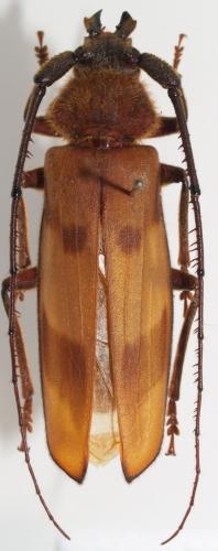 Réf. 58 677 : Oplatocera grandis