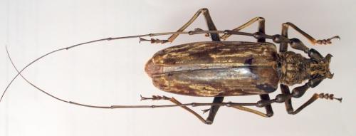 Réf. 58 731 : Neocerambyx gigas