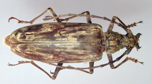 Réf. 58 732 : Neocerambyx gigas