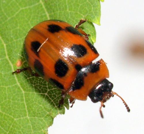Réf. 58 798 : Gonioctena decemnotata