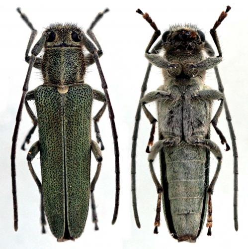 Réf. 58 391 : Opsilia coerulescens