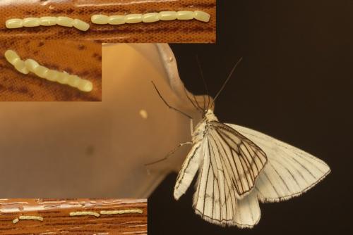Siona lineata