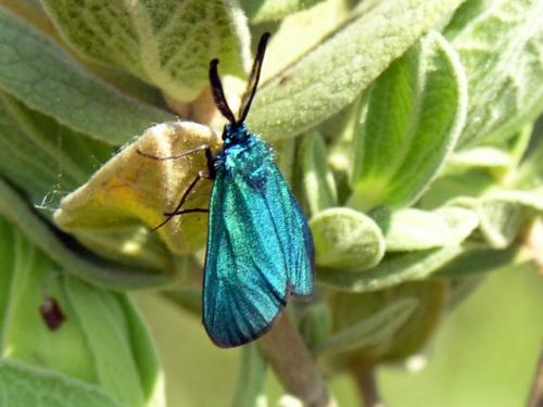 Réf. 58 988 : Adscita sp.