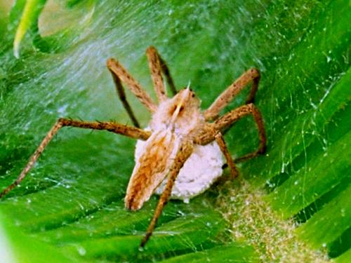 Pisaura mirabilis