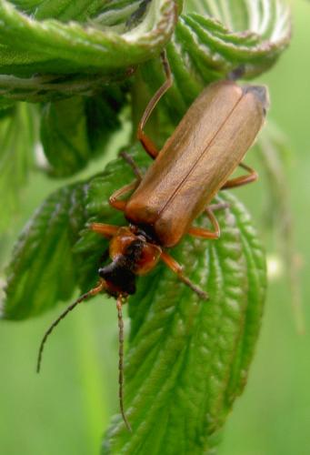 Podabrus alpinus