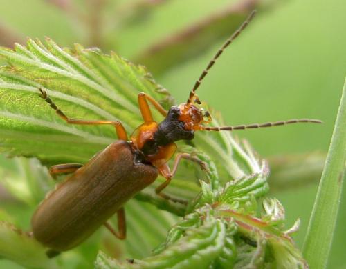 Podabrus alpinus