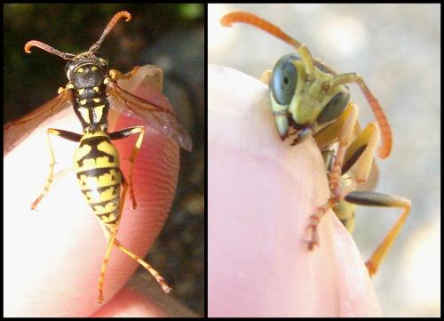 Polistes gallicus