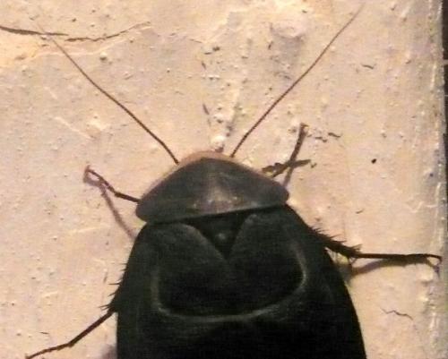 Polyphaga aegyptiaca