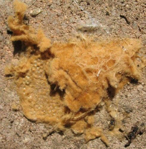 Lymantria dispar