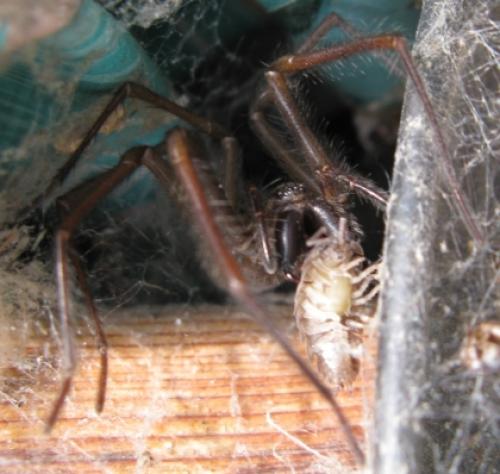 Tegenaria sp.