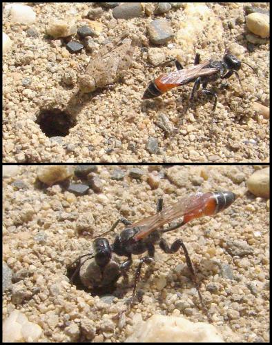 Prionyx kirbii