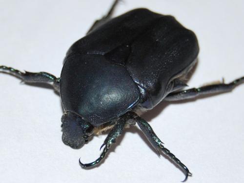 Potosia opaca