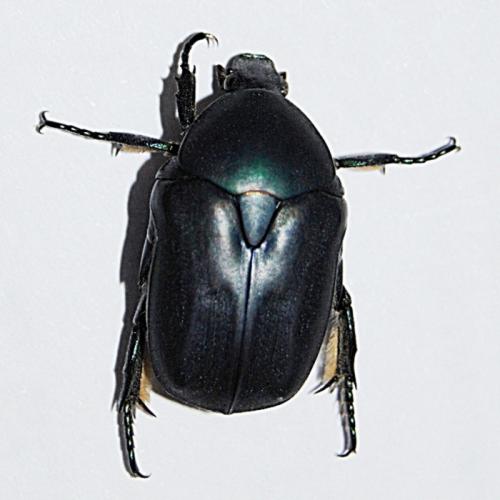 Potosia opaca