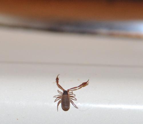 Réf. 58 956 : Chelifer cancroides