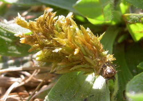 Réf. 58 849 : Ptilocephala albida