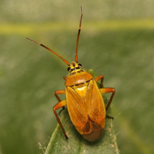 Réf. 58 178 : Brachycoleus pilicornis
