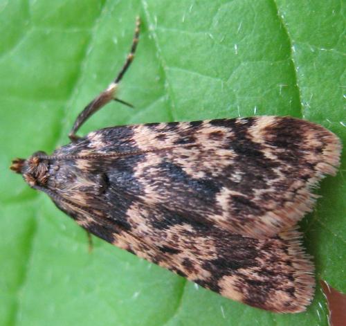 Réf. 58 547 : Aglossa caprealis
