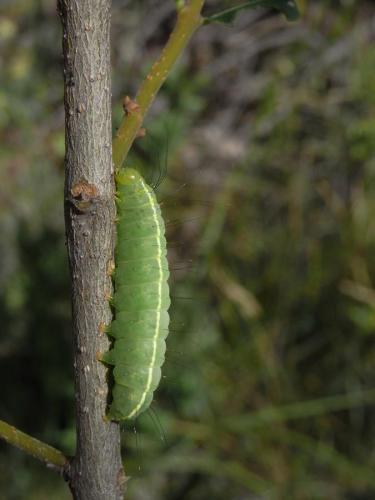 Réf. 58 455 : Craniophora ligustri