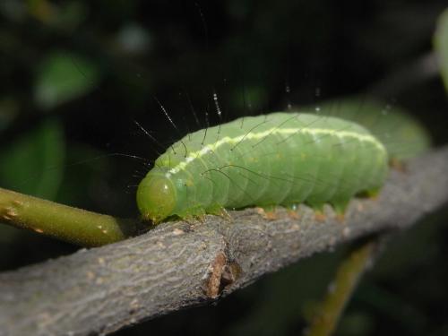 Craniophora ligustri