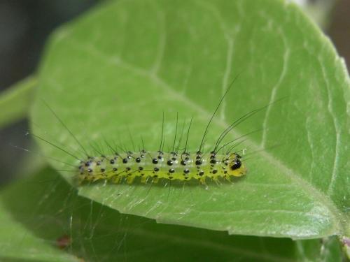 Réf. 58 454 : Craniophora ligustri