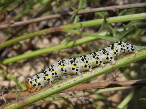 Réf. 58 782 : Cucullia caninae