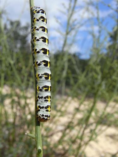 Réf. 58 784 : Cucullia caninae