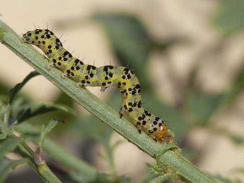 Réf. 58 781 : Cucullia caninae