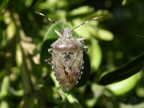Réf. 58 301 : Rhaphigaster nebulosa