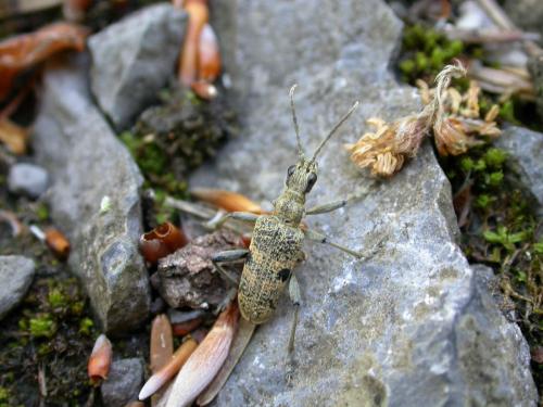 Réf. 58 303 : Rhagium mordax