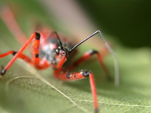Rhynocoris sp.