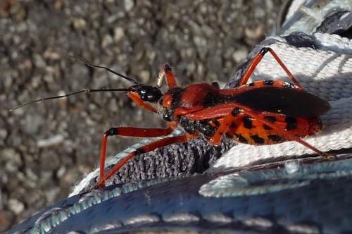 Réf. 58 511 : Rhynocoris sp.