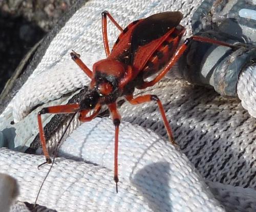 Rhynocoris sp.