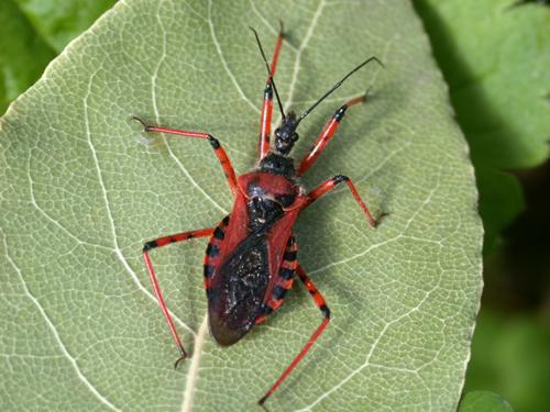 Réf. 58 743 : Rhynocoris sp.