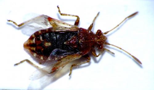 Réf. 58 153 : Rhopalus conspersus